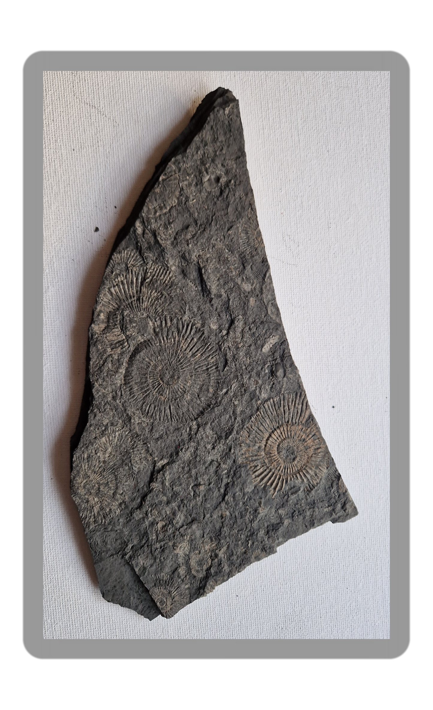 Schieferrohling