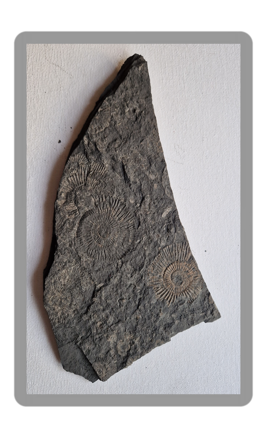 Schieferrohling